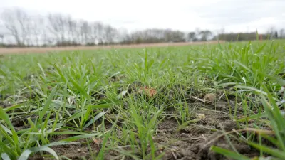 Smart farming technology to tackle UK farming’s invasive Black-grass problem 