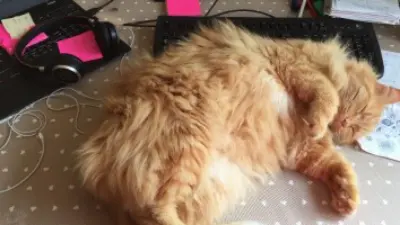 Henry, Amy Morris’s cat