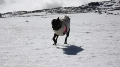 Milly, Ana Matos’ beautiful six year old dog