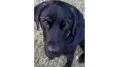 Ned, Carl Arntzen’s black Labrador