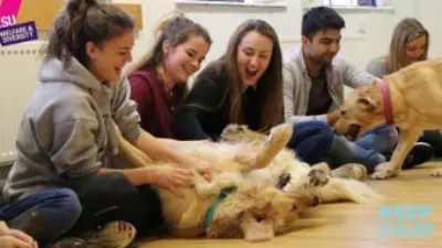 Pet therapy