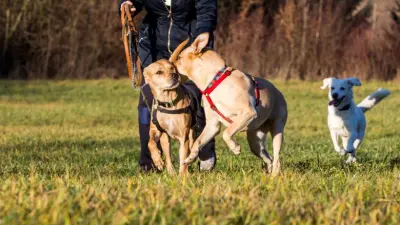 How pets can help our mental health and wellbeing  